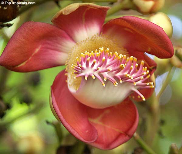 Couroupita guianensis - Cannonball Tree flower