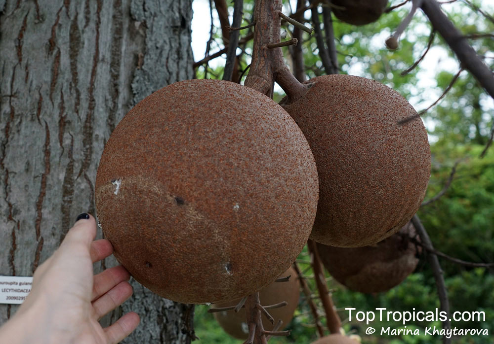 Why cannon balls grow on a tree with mollusk open mouth