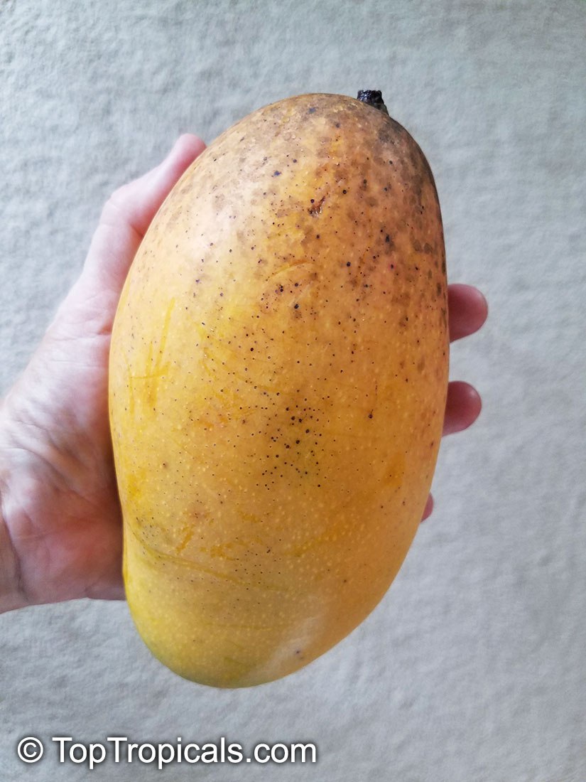 Top 5 exotic Mango varieties for rare fruit collection Top Tropicals Blog