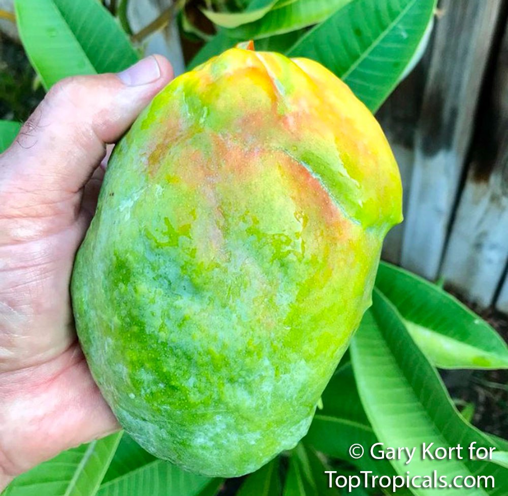 Top 5 exotic Mango varieties for rare fruit collection