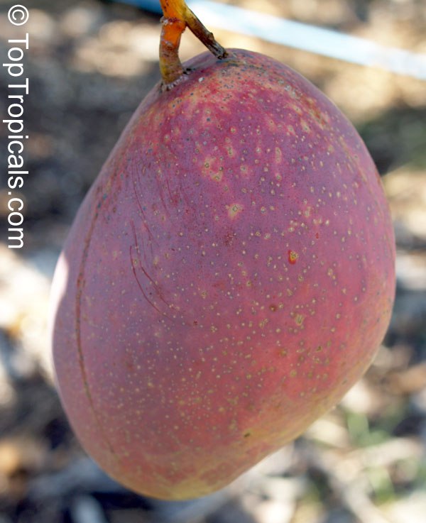 Top 5 exotic Mango varieties for rare fruit collection