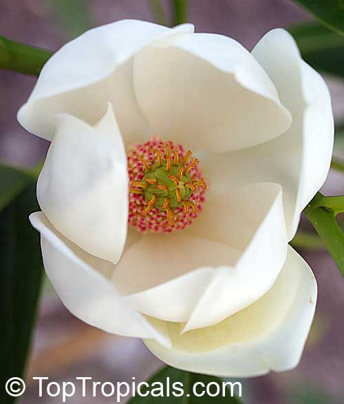 Florida Sweet Bay - Vanilla Magnolia (Magnolia virginiana)