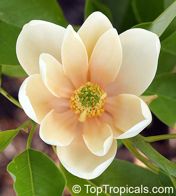 Florida Sweet Bay - Vanilla Magnolia (Magnolia virginiana)