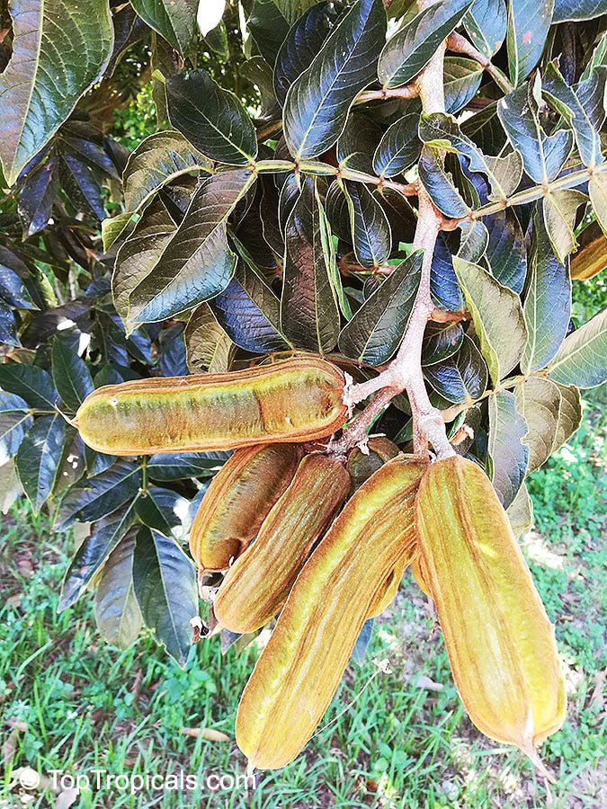 How to get big shade tree in one season with an ice cream on it? Its real!