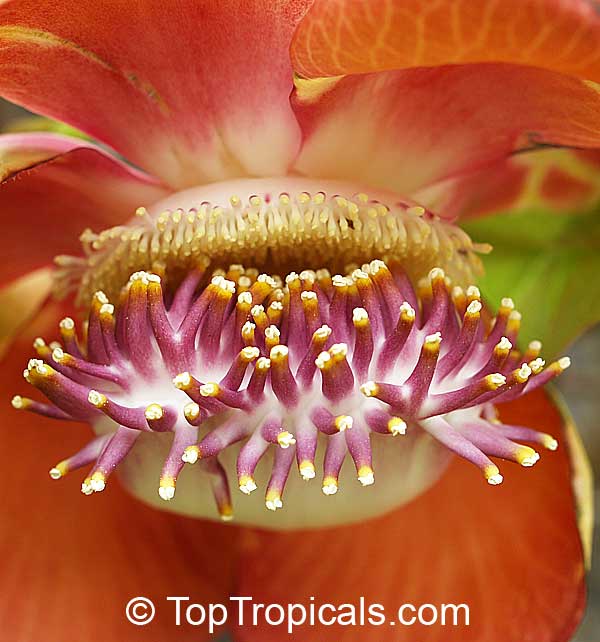 Couroupita guianensis - Cannonball Tree flower