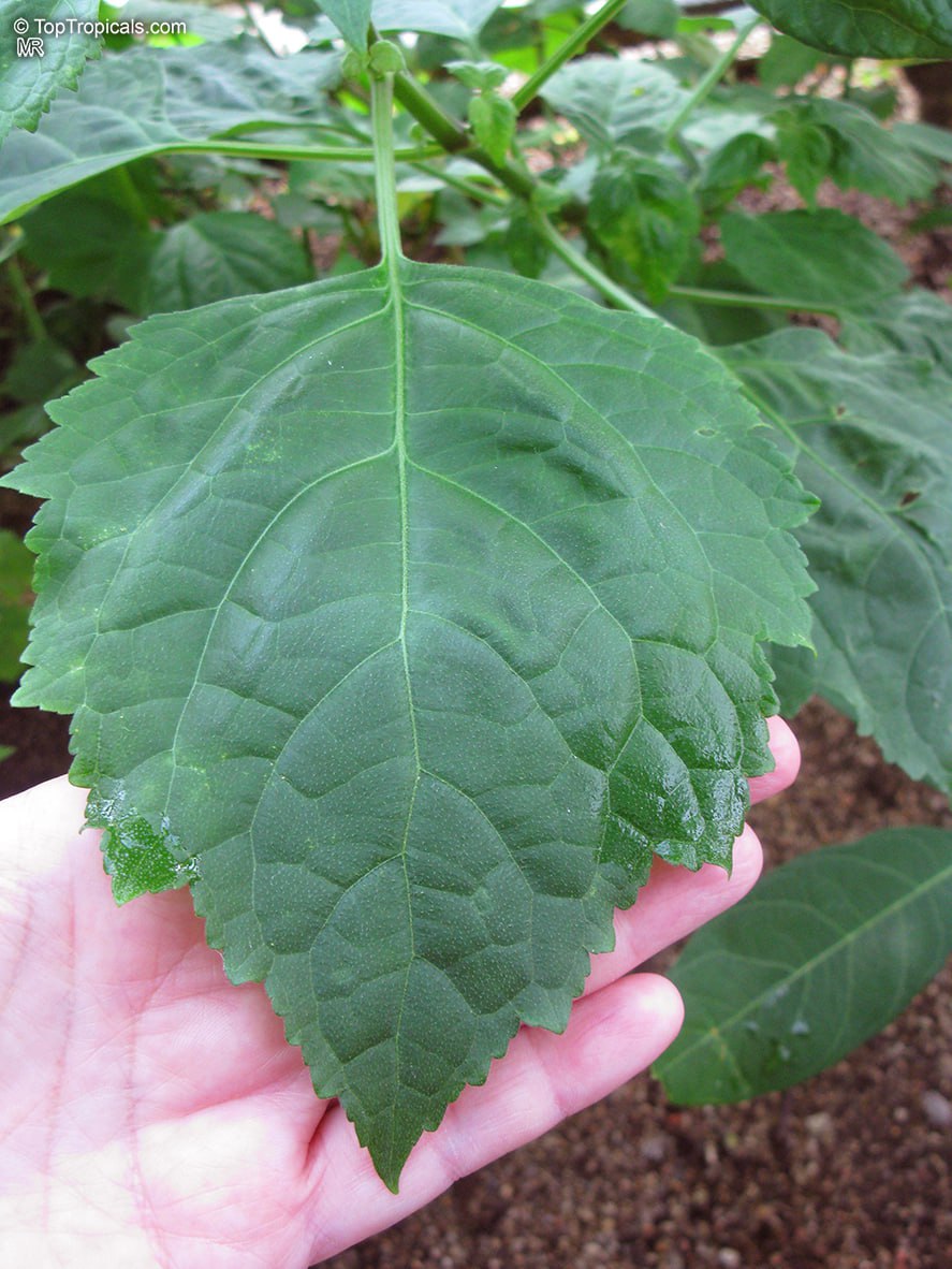 esearchers discover what a perfume from Ancient Rome was made of: Patchouli!