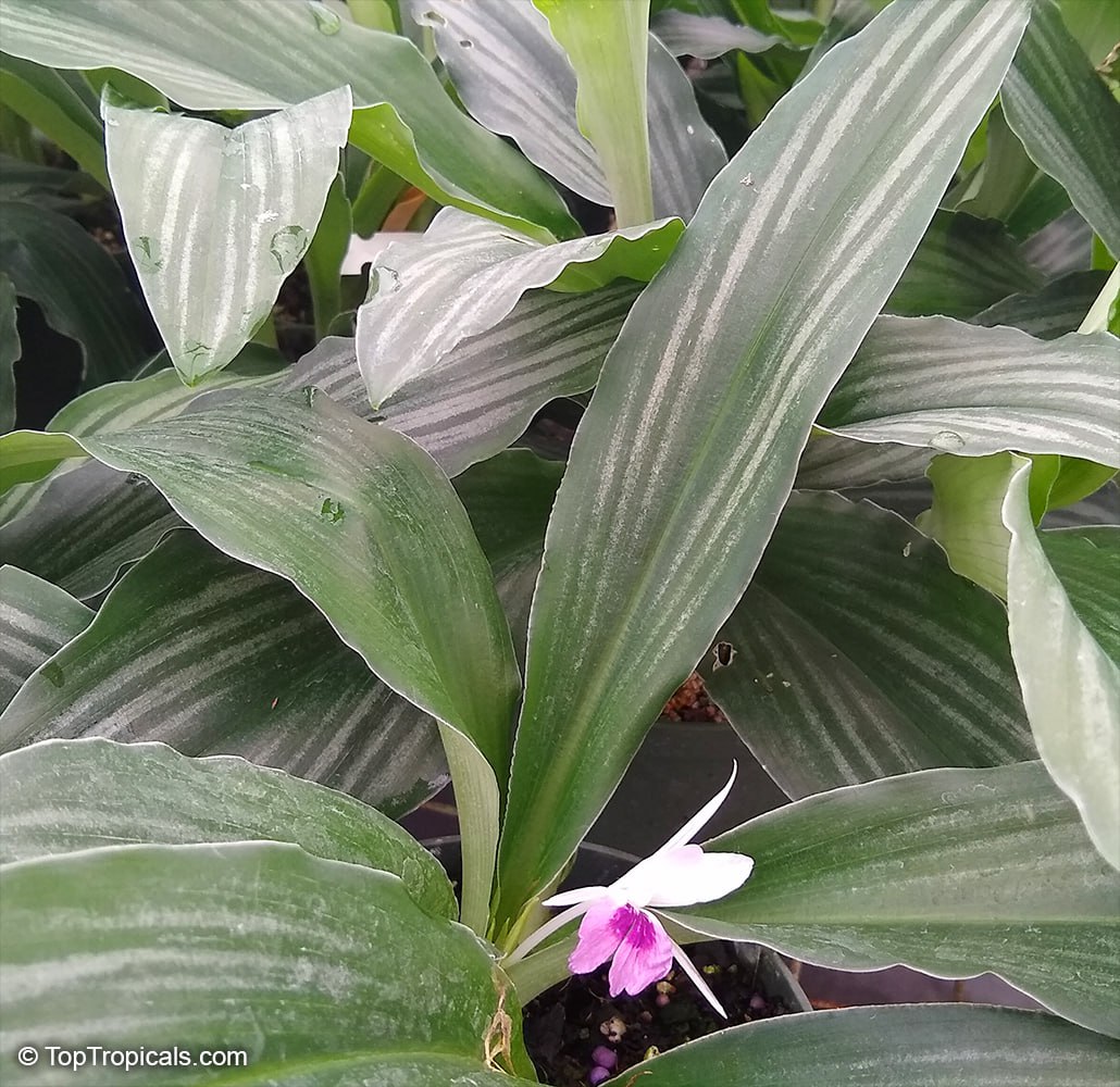  Kaempferia angustifolia - Laos Silver Stripe