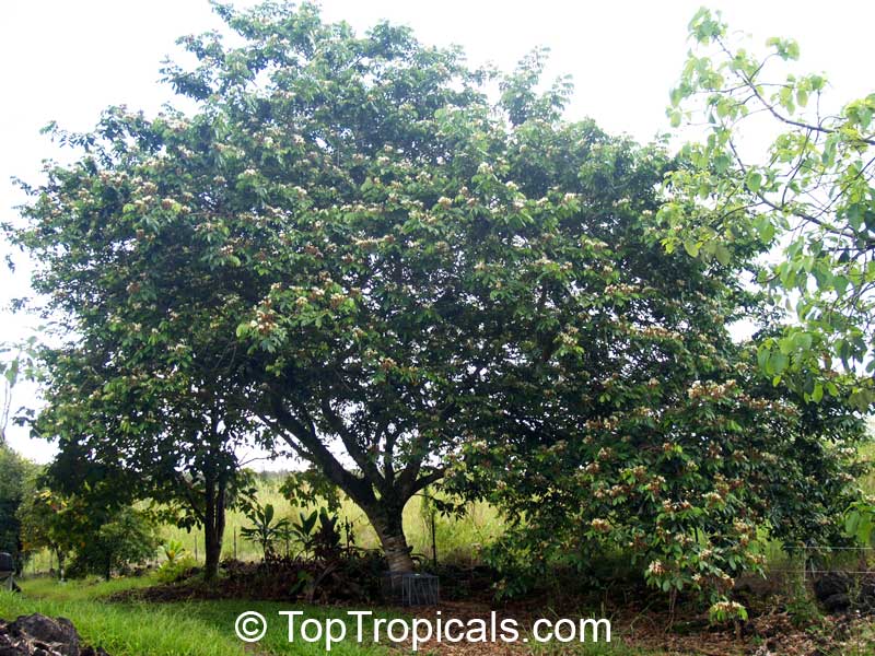  Ice Cream Bean Inga tree