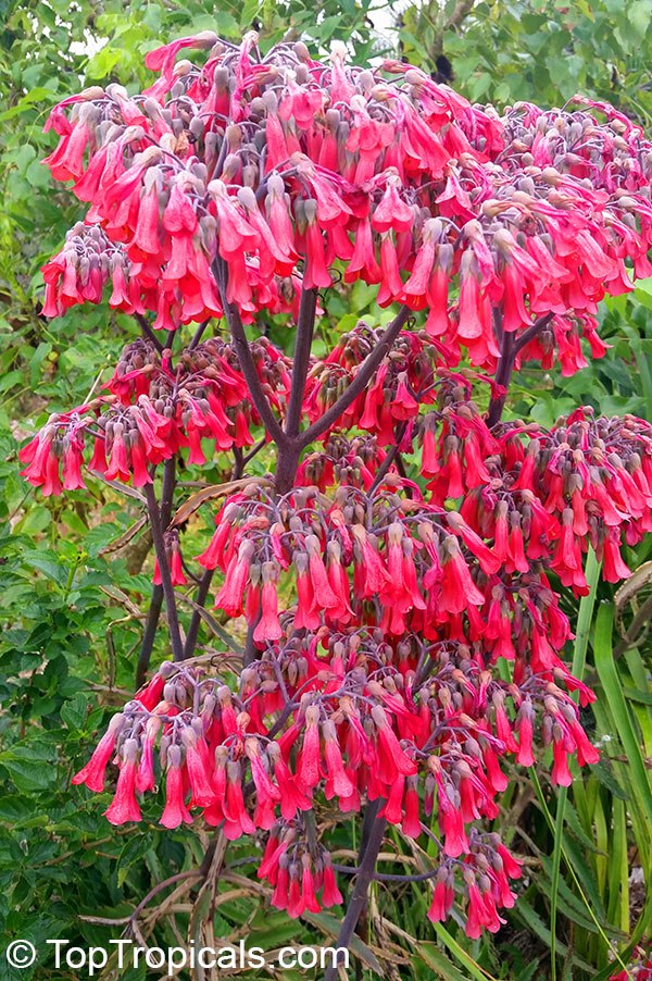 Kalanchoe - Mother of Thousands, Mailbox plant