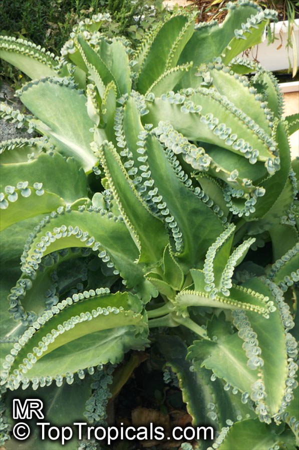 Kalanchoe - Mother of Thousands, Mailbox plant