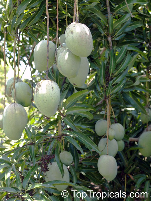 Top 10 Dwarf Condo Mango - great for container culture