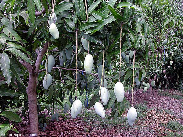 Top 10 Dwarf Condo Mango - great for container culture