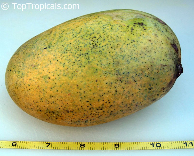 Top 10 Dwarf Condo Mango - great for container culture