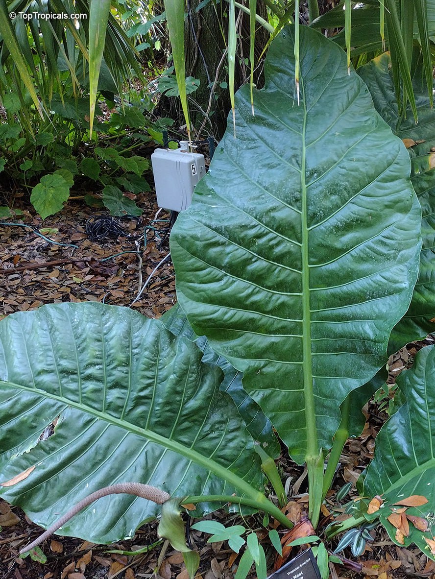 Yearning for Jungle Vibes? Discover the Giant Birds Nest Anthurium - look at the size of this monster!