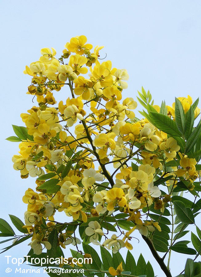 What is a perfect shade tree with flower benefits? Discover the sunny Kassod Tree