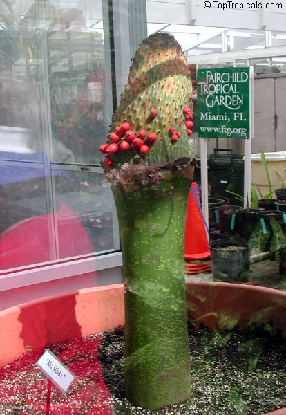  Different species of Amorphophallus 