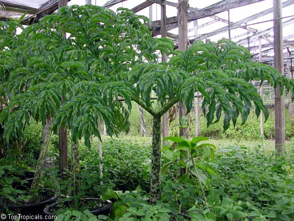  Different species of Amorphophallus 