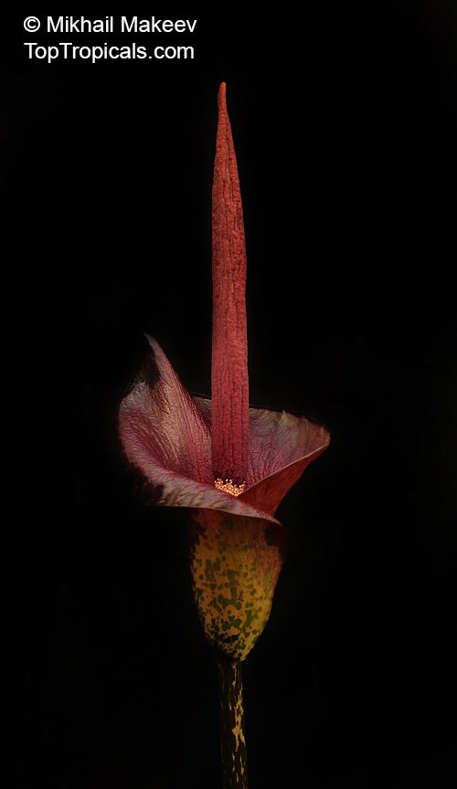  Different species of Amorphophallus 