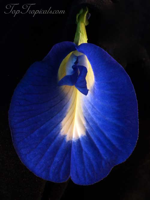 Clitoria ternatea - Butterfly Pea Blue