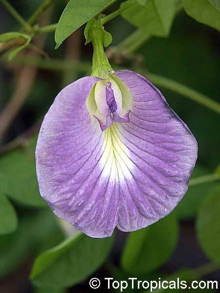  Clitoria ternatea - Butterfly Pea Lavender