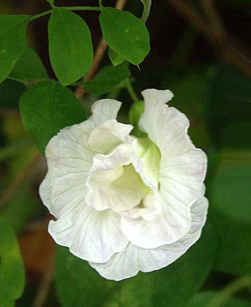  Clitoria ternatea - Butterfly Pea White double flower