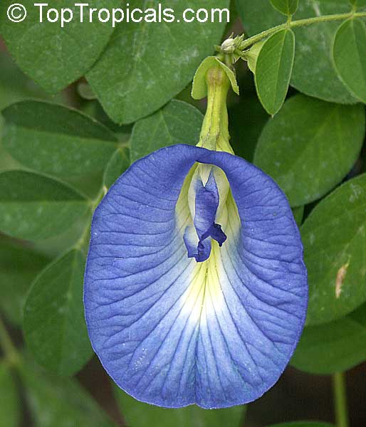  Clitoria ternatea - Butterfly Pea Blue