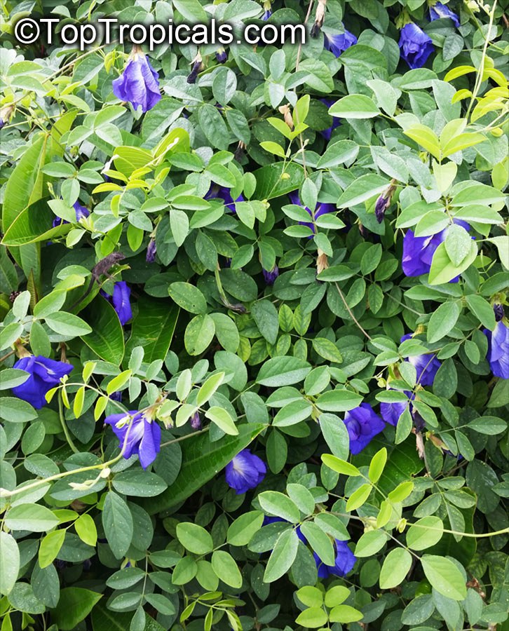  Clitoria ternatea - Butterfly Pea Blue Double flower