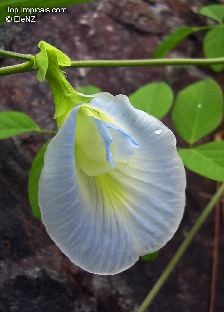  Clitoria ternatea - Butterfly Pea White