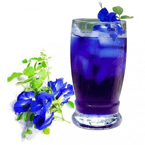  Clitoria ternatea - Butterfly Pea Blue Tea