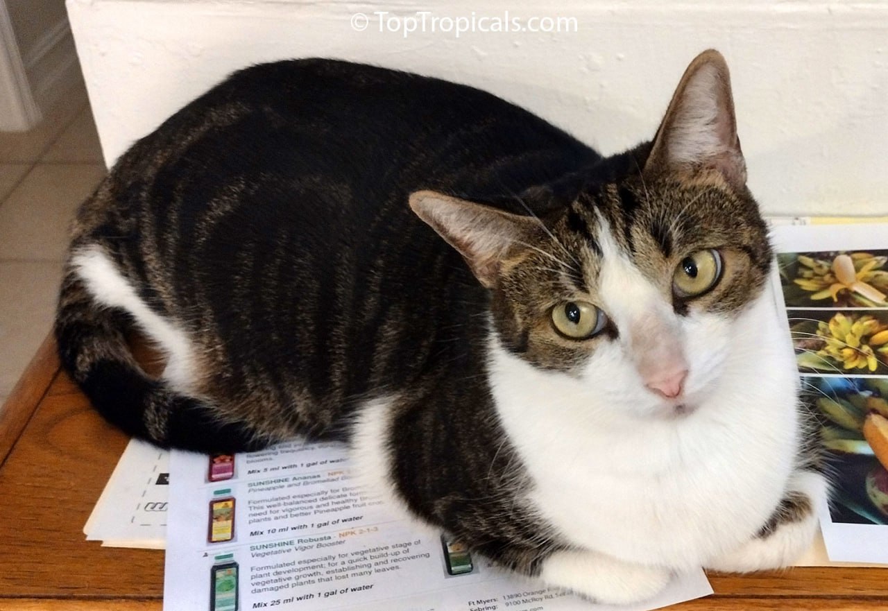 What is your cats Zodiac sign? What is your cats Zodiac sign?