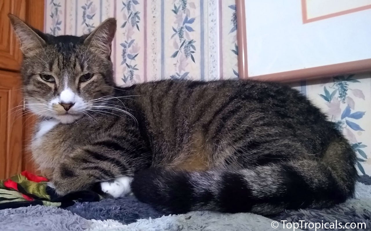 What is your cats Zodiac sign? What is your cats Zodiac sign?