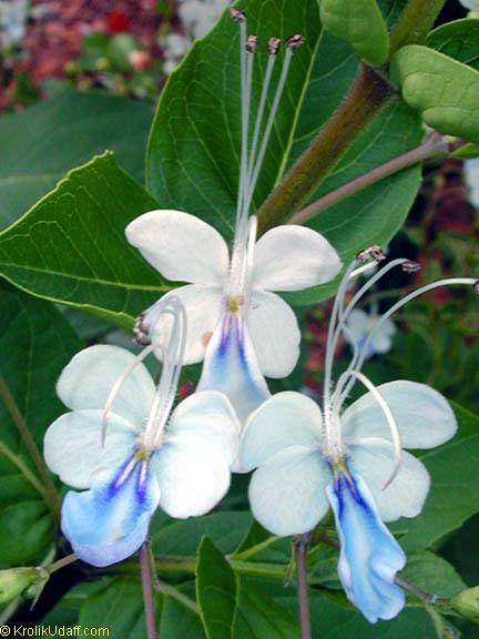 Blue Butterfly Bush (Clerodendrum ugandense)