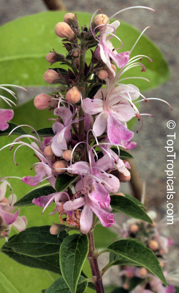 Pink Butterfly Bush (Clerodendrum mastacanthum)