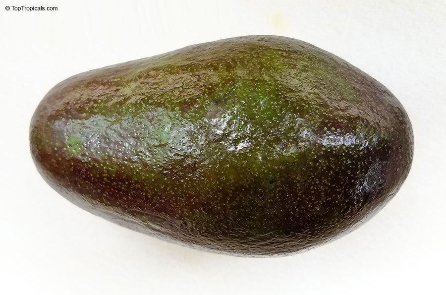 Five most exotic avocado varieties