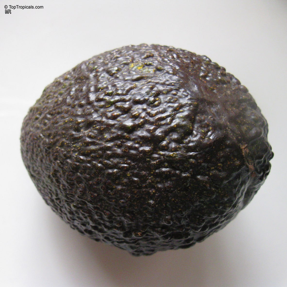 Avocado Mexicola