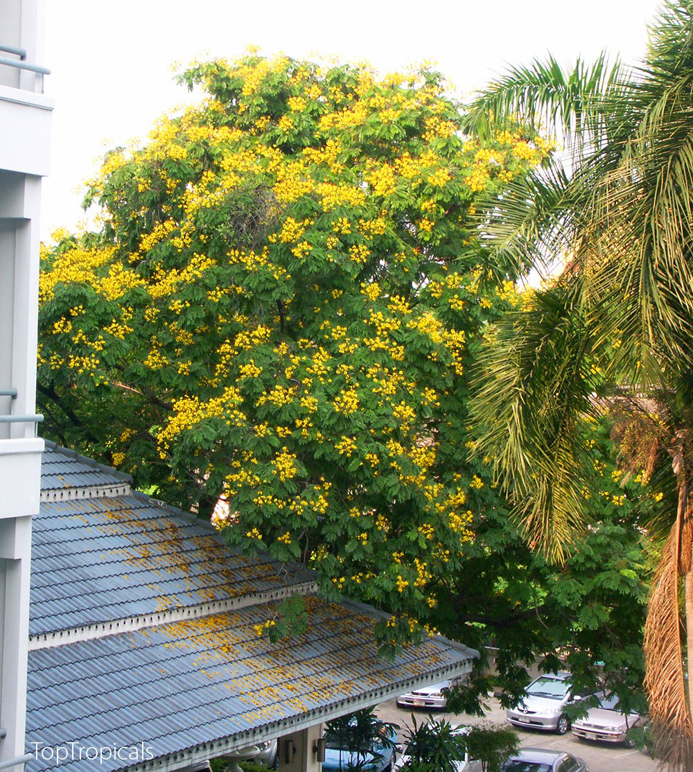 Peltophorum - Golden Flamboyant, Yellow Poinciana