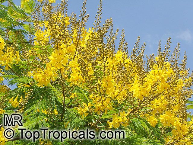 Peltophorum - Golden Flamboyant, Yellow Poinciana