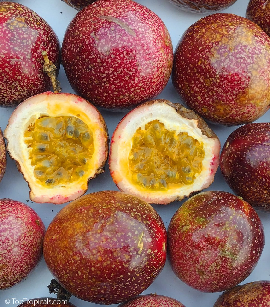 Passion fruit - Passiflora 