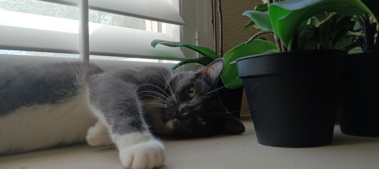 Cats + plants = our best friends!