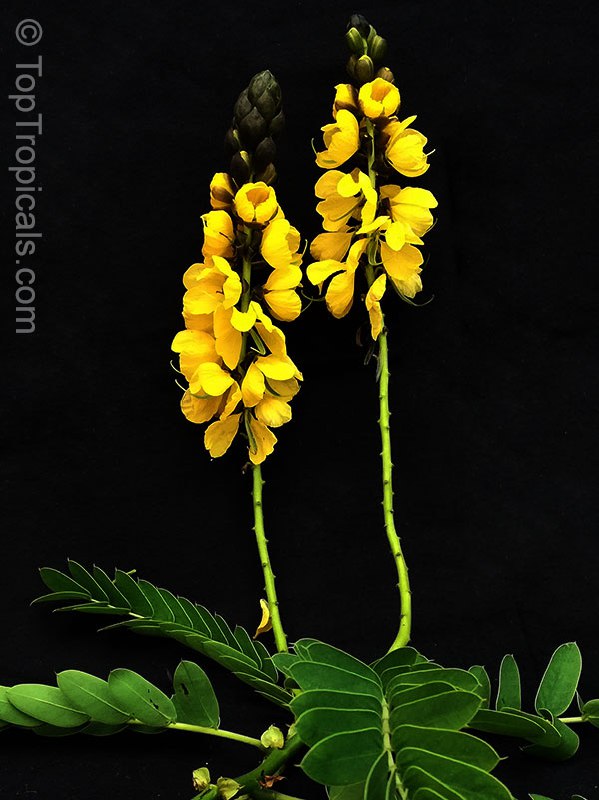 Cassia didymobotrya (Popcorn Cassia)