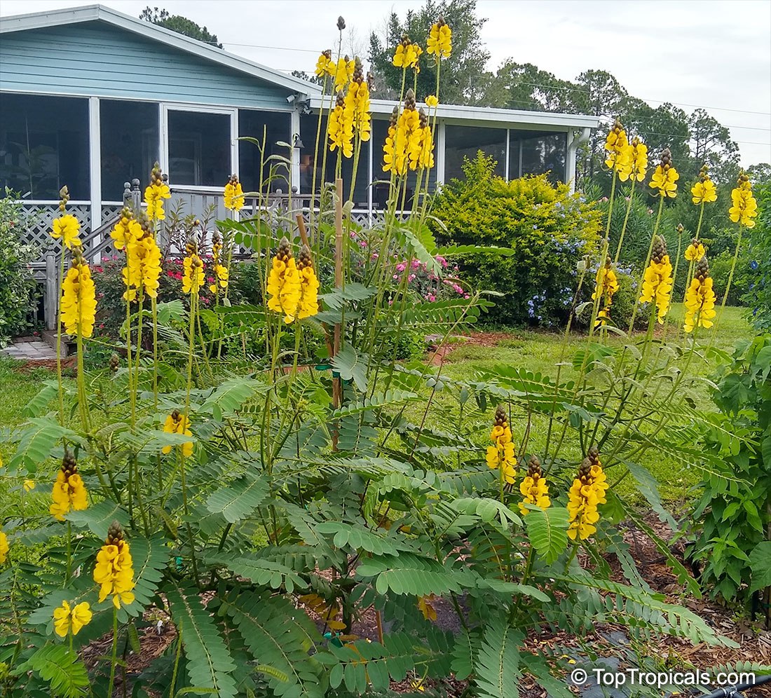 How to grow Popcorn with pretty flowers Top Tropicals Blog