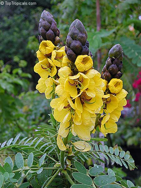 Cassia didymobotrya (Popcorn Cassia)