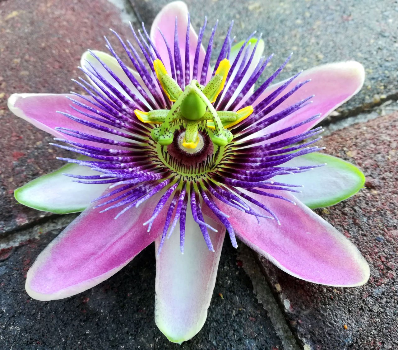 Passion flower - Passiflora 