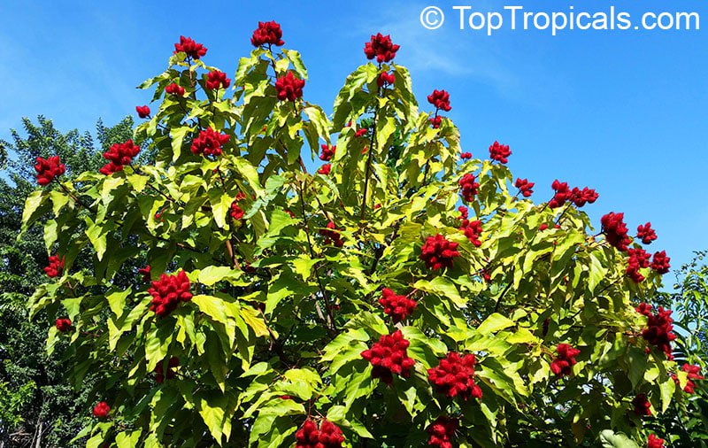 Bixa orellana - Lipstick Tree, Annatto, Achiote