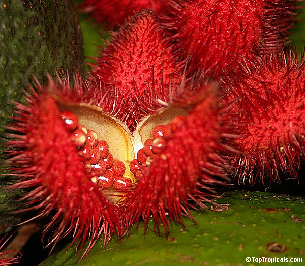 Bixa orellana - Lipstick Tree, Annatto, Achiote