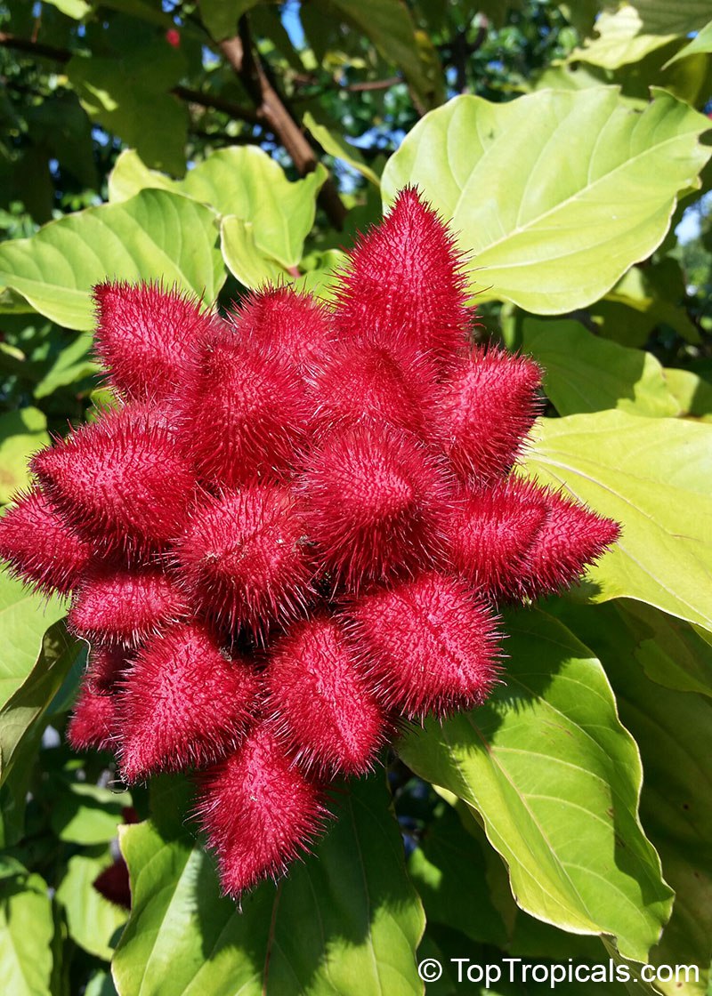 Bixa orellana - Lipstick Tree, Annatto, Achiote