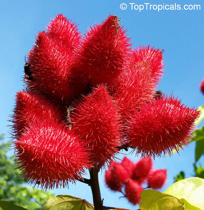 Bixa orellana - Lipstick Tree, Annatto, Achiote