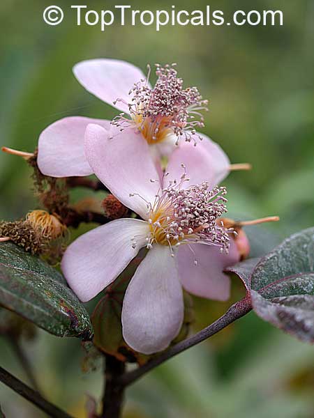 Bixa orellana - Lipstick Tree, Annatto, Achiote