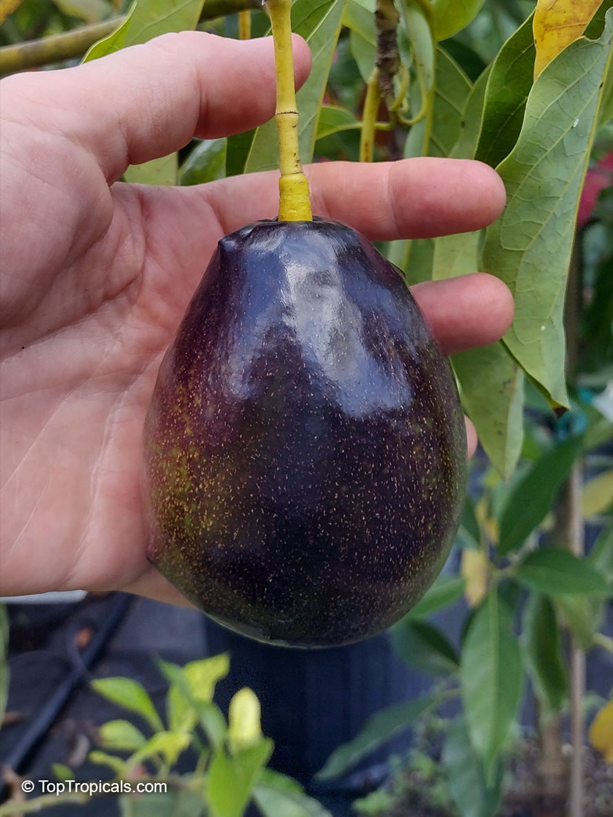 What is the best Avocado variety? Five most popular Avocado cultivars