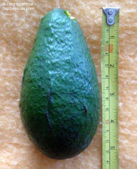 Avocado Fuerte